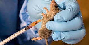 Lassa fever kills 12 in Ondo, 112 cases confirmed